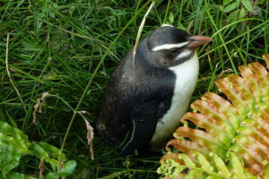 Пінгвін швидкомулюючий: не слід заплутатися з тодою! Пінгвін швидкомулюючий: не слід заплутатися з тодою!